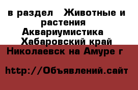  в раздел : Животные и растения » Аквариумистика . Хабаровский край,Николаевск-на-Амуре г.